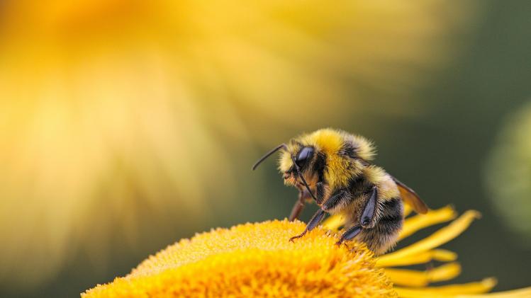 Une espèce d’abeille que l’on croyait éteinte a été redécouverte en Belgique