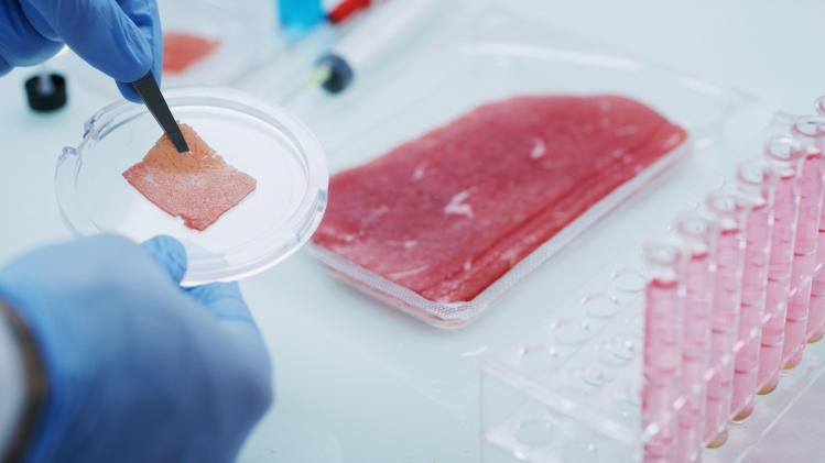 Pourquoi l’Italie veut-elle interdire la viande de laboratoire?