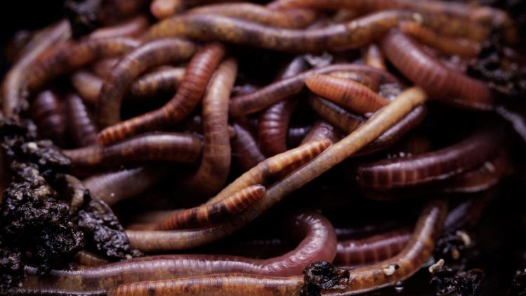 Eisenia_fetida_commonly_known_as_earthworms_in_Paris_Christophe_Gatineau_s_Eloge