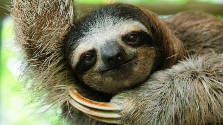 A_sloth_hangs_from_a_tree_branch_at_the_Sloth_Sanctuary_and_Rescue_Shelter_in_Ca
