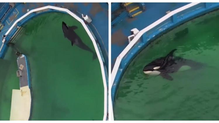 Le triste sort de Lolita, une orque captive depuis 53 ans, émeut les internautes du monde entier (vidéo)