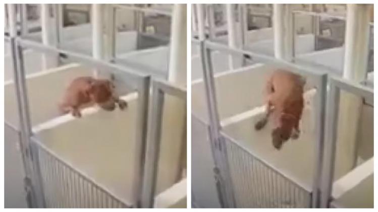 Ce pitbull escalade son enclos pour rejoindre son ami chien (vidéo)