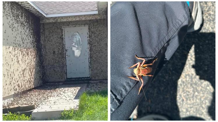 BeFunky-collage (19)