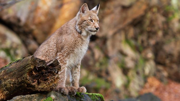 zdenek-machacek-lTebCR71_7A-unsplash