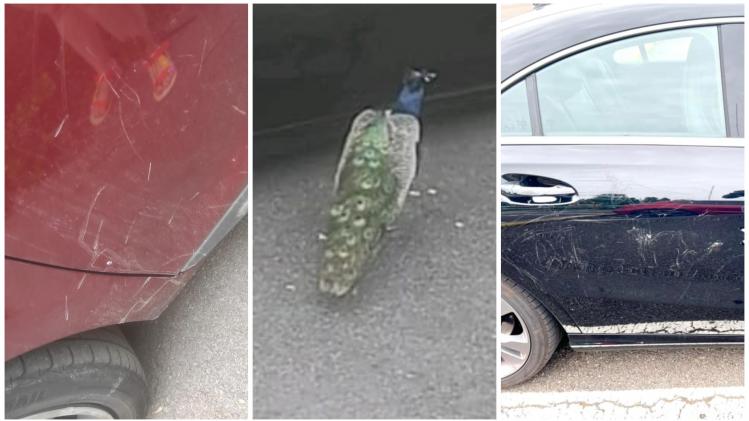 BeFunky-collage uk32 (93)