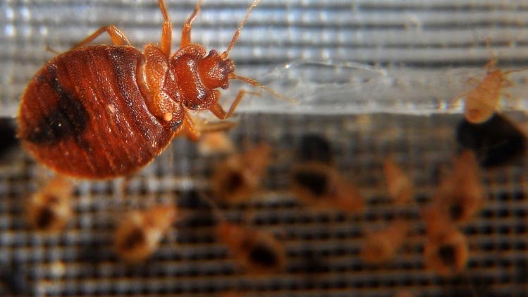 Bed_bugs_crawl_around_in_a_container_on_display_during_the_2nd_National_Bed_Bug_