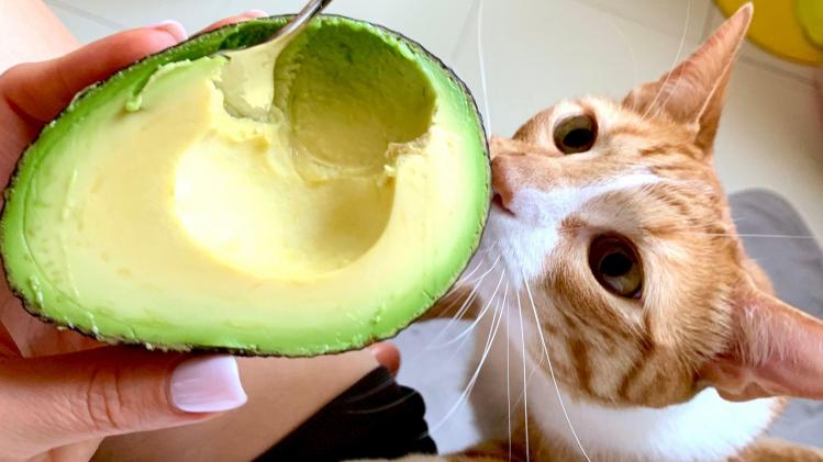 Votre chat doit-il aussi devenir vegan?