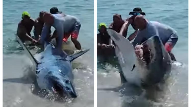 Scène choc à la plage: ils tentent de remettre un requin à l’eau quand celui-ci se rebelle subitement (vidéo)