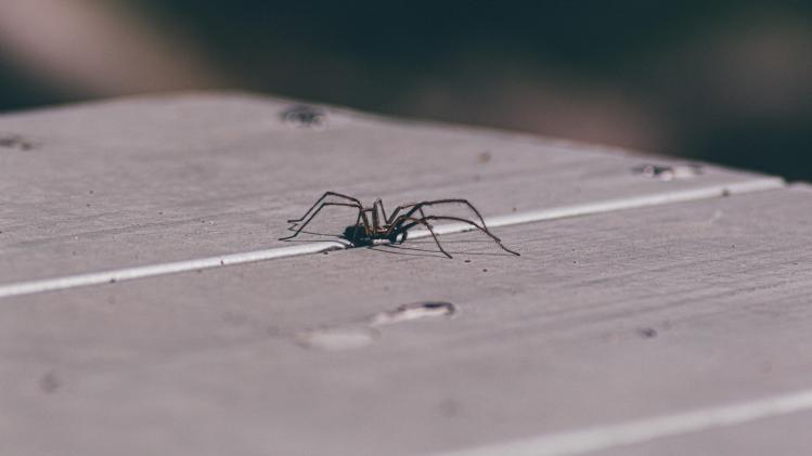 Cinq conseils pour se débarrasser des araignées sans les tuer