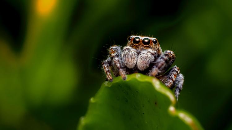 Pourquoi rêver d’araignées est en réalité un très bon signe ?