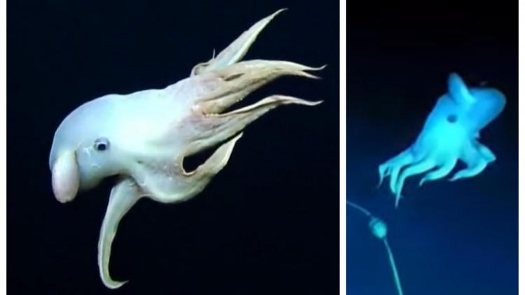 Des scientifiques découvrent une étrange créature au fond de l’océan: «C’est à la fois beau et effrayant!» (vidéo)