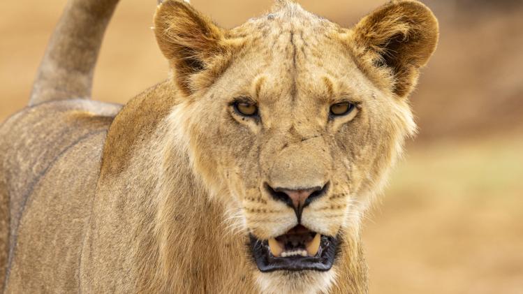 Drame au Japon: un lion blesse mortellement un gardien dans un parc animalier