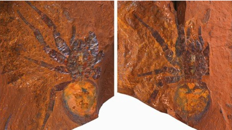 Baby born with 26 fingers and toes hailed as ‘reincarnation of Hindu goddess