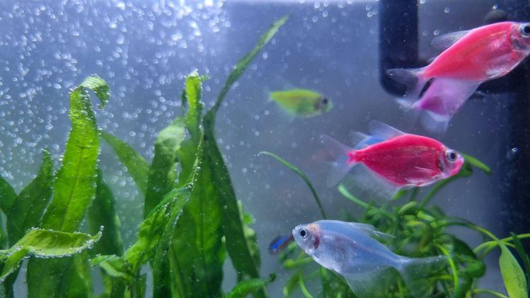 GENERIC_Poisson_fish_aquarium_aquaponie_d56dbca8ba