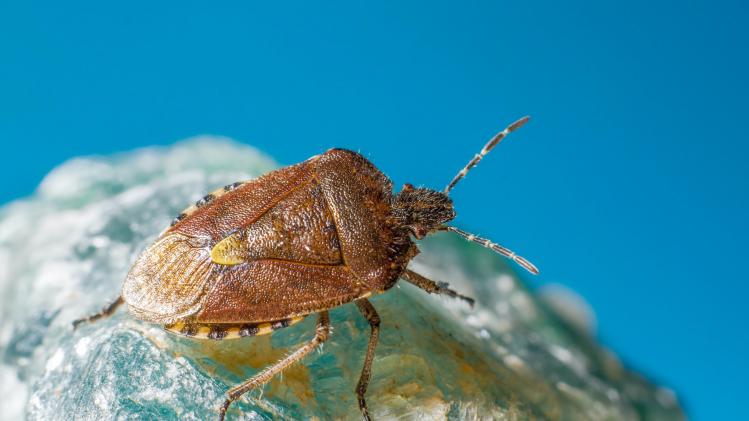 pexels-erik-karits-3760418