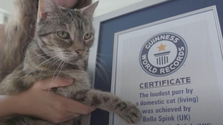 Ce chat bat un record du monde: «Son ronronnement couvre le son de la télévision» (vidéo)