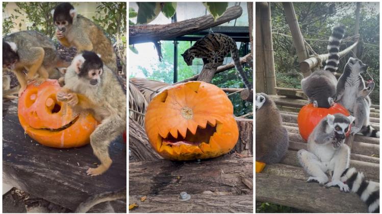 À Pairi Daiza, les animaux aussi fêtent Halloween! (vidéo)
