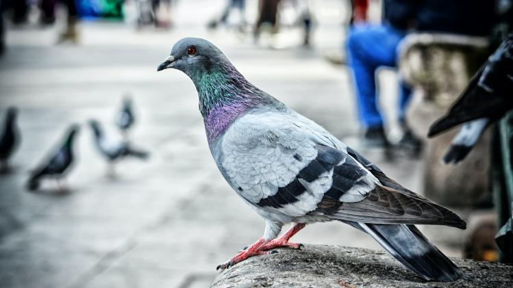 pexels-genaro-servín-763197