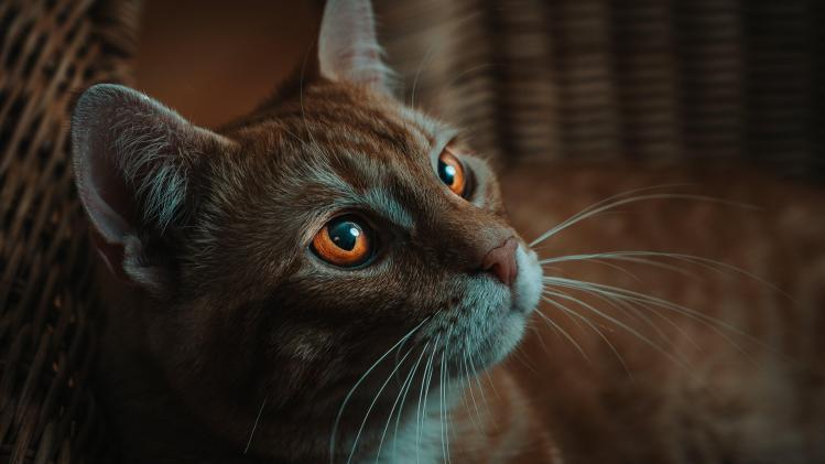 pexels-jan-kopřiva-6435914