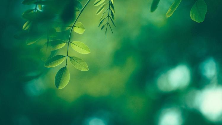 GENERIC_Plantes_plants_nature_foret_forest_55a09ae15d