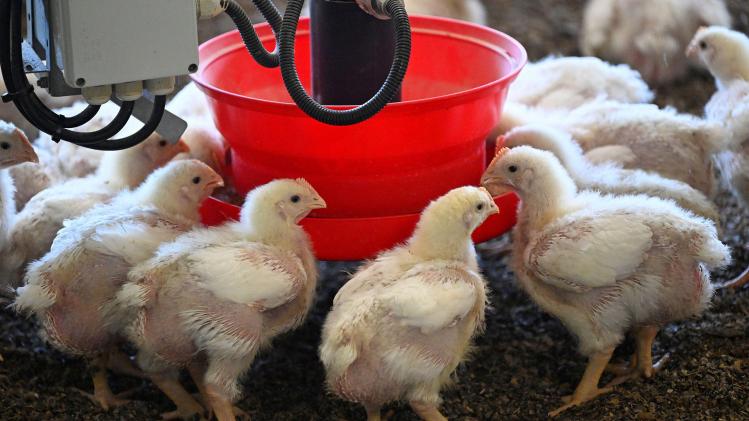 Chickens_feed_in_a_Ross_308_chicken_farm_for_the_Mcdonald_s_fast_food_restaurant