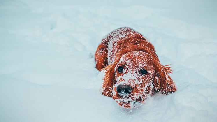 Quatre manières d’aimer l’hiver (quand on attend désespérément le printemps)