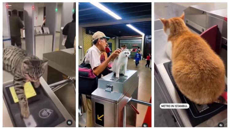 Dans le métro d’Istanbul, les chats sont les rois (vidéo)