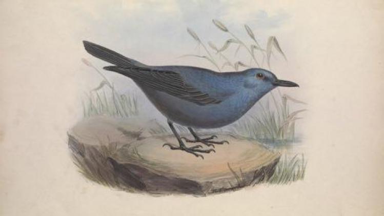 belgapicturepack67482666preview