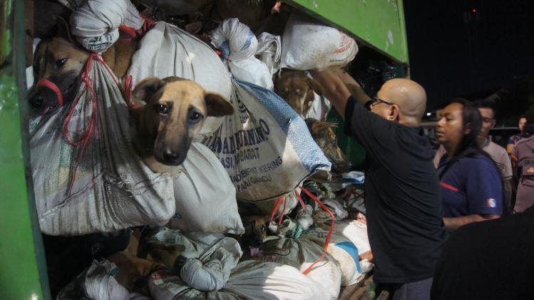 Sauvetage d’une centaine de chiens destinés à l’abattoir: «Les chiens, tout comme les chats, ne sont pas du bétail»
