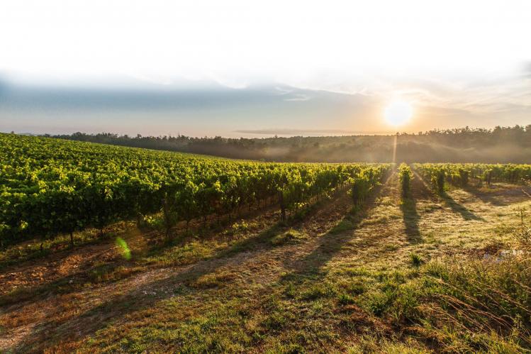 pexels-pixabay-vignobles_