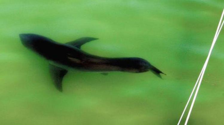Man gaat in VS zwemmen in jachtgebied van haaien en wordt gebeten