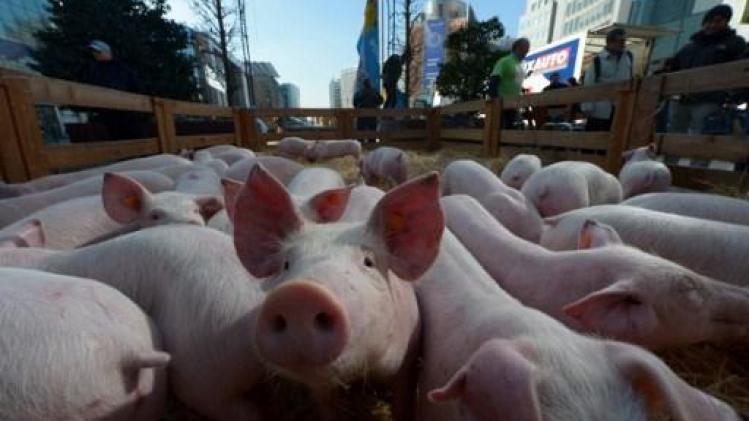 Zes landen schorten invoer van Belgisch varkensvlees op