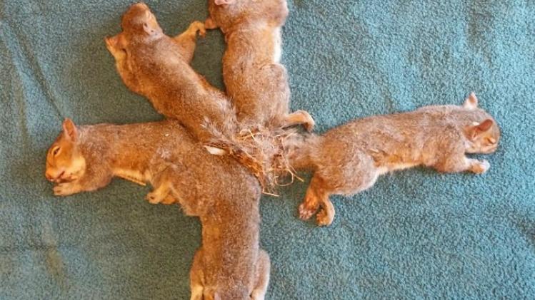Vijf eekhoorntjes gered die met staarten aan elkaar vastzaten