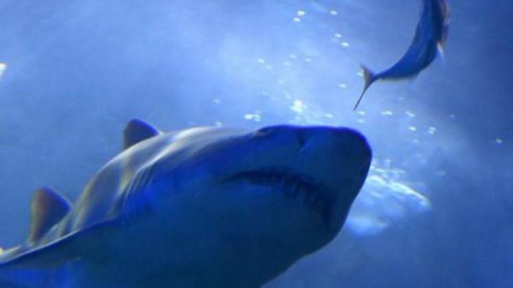 Twaalfjarig meisje gebeten door haai in tweede aanval bij Great Barrier Reef