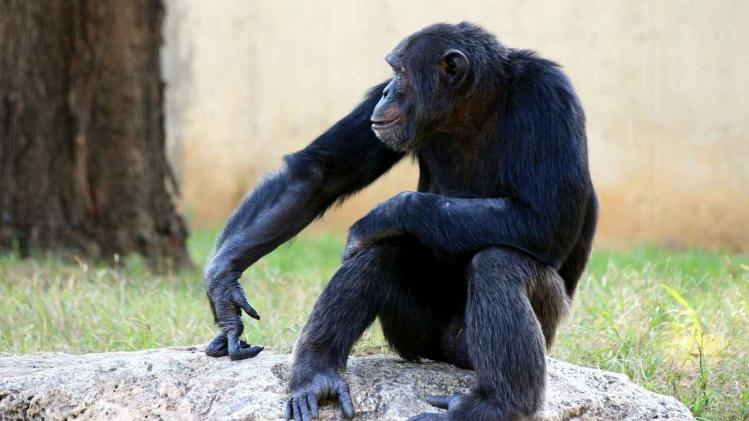 chimpanzee-88993_1280