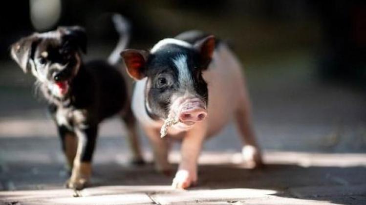 Varkensfokker in provincie Luxemburg genoodzaakt 400 biggen te euthanaseren