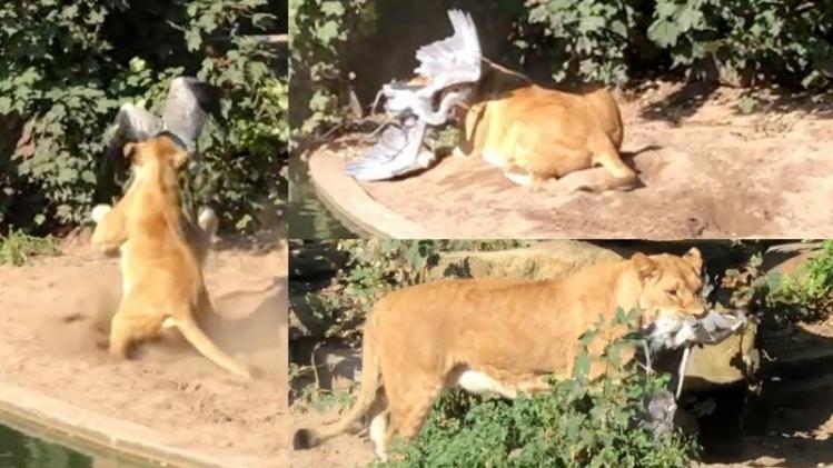 VIDEO. Leeuw grijpt reiger in dierentuin