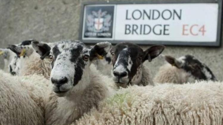 Blatende schapen op London Bridge