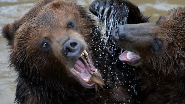 Jager raakt zwaargewond nadat beer hem verpletterd