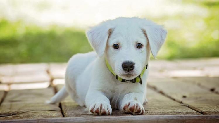 adorable-animal-canine-257540 (1)