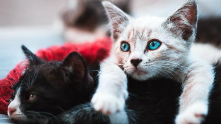 Nederlandse dierenbescherming lanceert Tinder voor katten