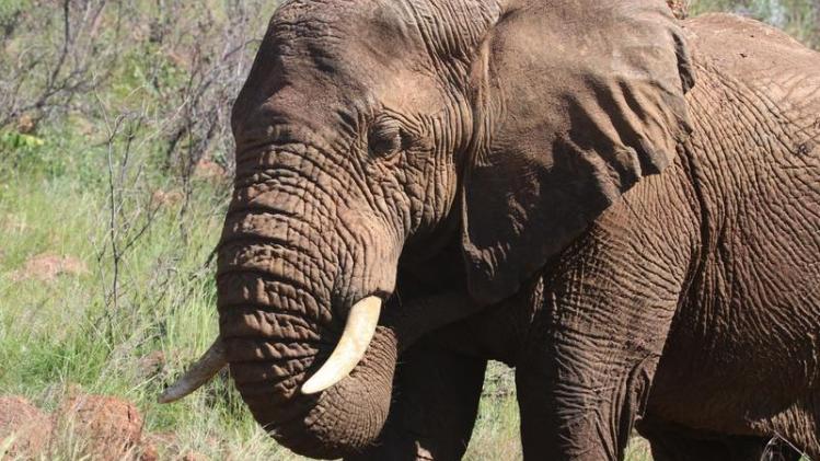 De gerimpelde huid van olifanten redt hun leven