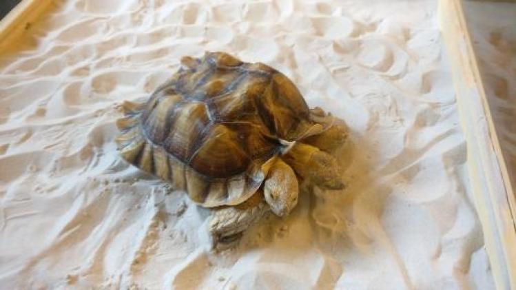Tweekoppige schildpad officieel ontvangen in Wielsbeke