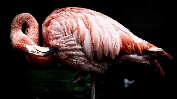 Exotische flamingo overwintert in het Zwin