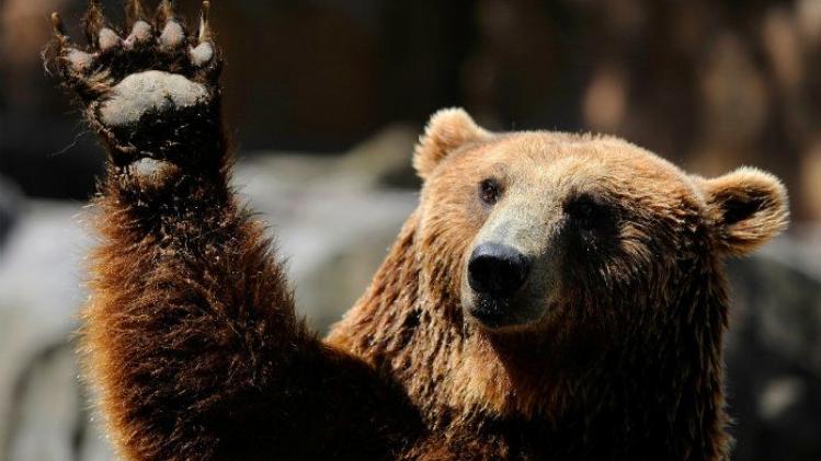Amerikaanse staat organiseert 'Fat Bear'-wedstrijd