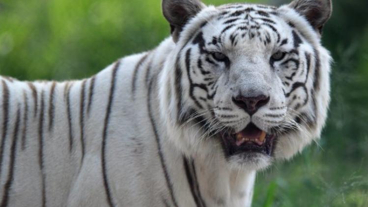Indiase rangers proberen tijgers te vangen met mannenparfum