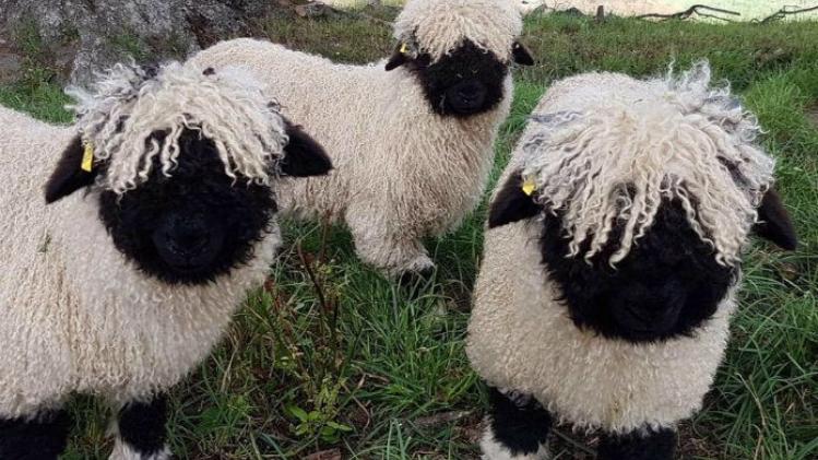 Dit zijn de schattigste schapen ooit