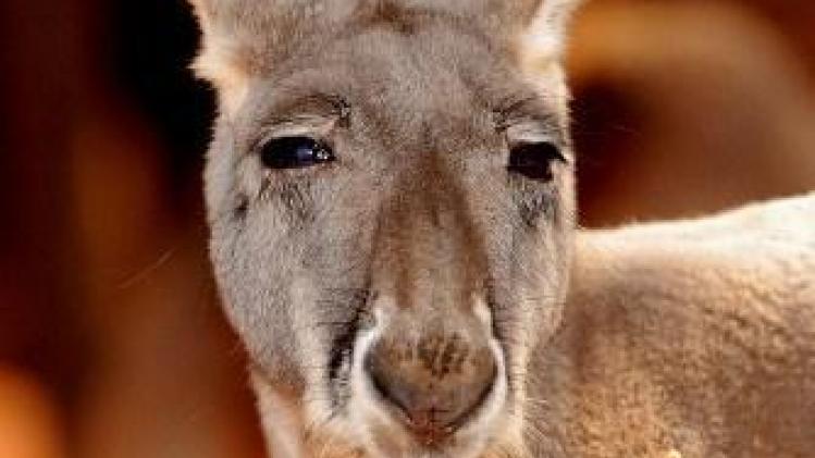 Australische gewond na aanval kangoeroe