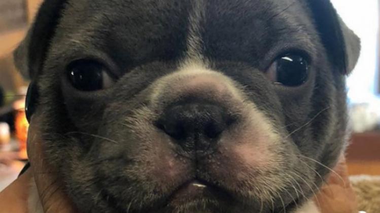 VIDEO. Je raadt nooit wat voor geluid deze puppy maakt