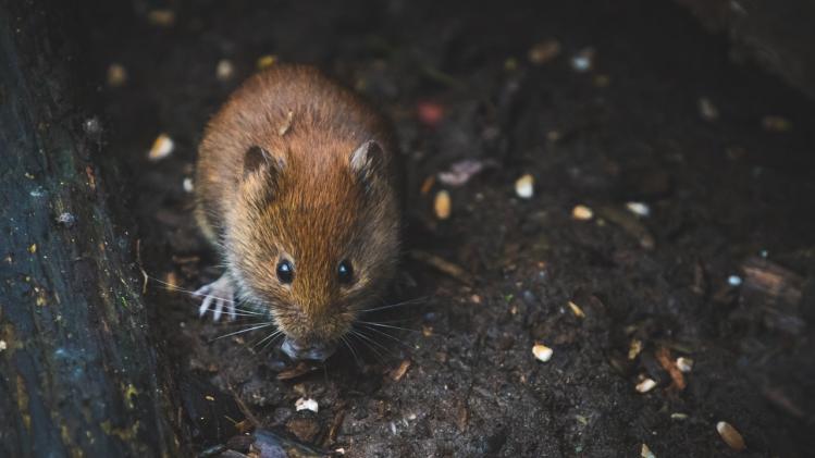 Japanse wetenschappers willen muizen klonen uit uitwerpselen
